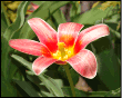 Il Tulipano