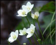 Parnassia Palustris