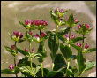 Genziana Purpurea