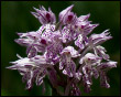 Orchis tridentata - Flora spontanea Prealpi Orobie