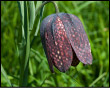 Fritillaria tubaeformis