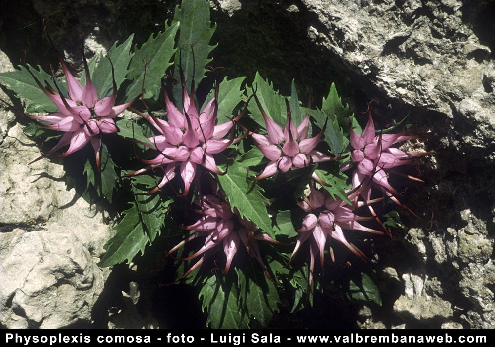 Fiori Di Montagna Orobie