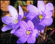 Anemone Epatica