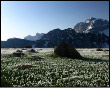 Crocus in fiore