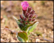 La Pulmonaria