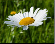 Margherita Comune - Leucanthemum vulgare