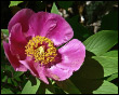 Peonia selvatica Monte Zucco