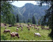 Mucche al pascolo sulle Alpi Orobie Bergamasche (Foppolo - IV Baita)