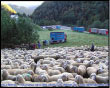 La Tansumanza, carico delle Pecore (Cassiglio)