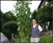 Super girasole a Taleggio