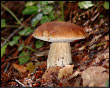 I porcini della Val Stabina