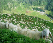 Gregge in Val Monte Sasso