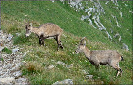 Piccoli stambecchi al Passo di Valcervia - Foppolo