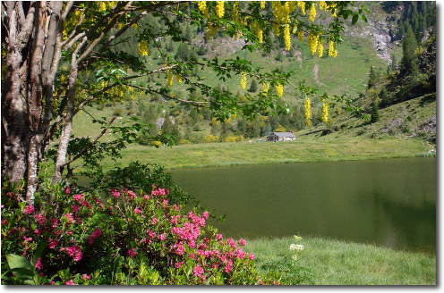 Il Lago del Prato tra rododendri e maggiociondoli