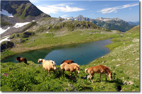 Cavalli al Lago di Valsambuzza