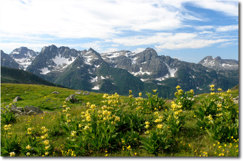 Genziane gialle ai Laghi di Caldirolo