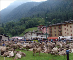 Sistemazione del bestiame a Branzi