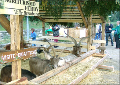 Agriturismo d'Alpe di Ferdy