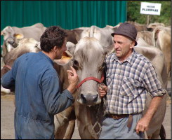 durante la valutazione
degli animali