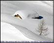 Baita sommersa dalla neve al Calvi