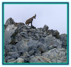 Stambecco sulla cima del Diavolo