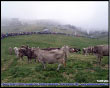 2 Campionato cani pastore all'Avaro