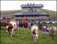 Cani pastore in gara