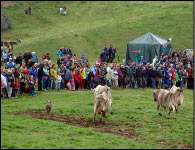 Cani pastore in gara