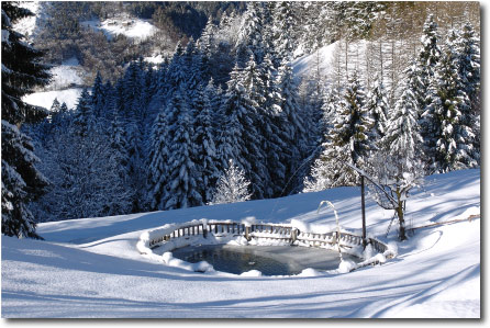 Il sottobosco del Colle Maddalena