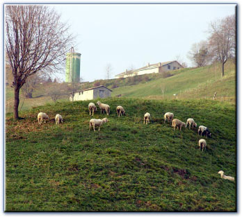 Cascina Vecchia - Dossena