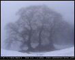 I Tri Fo nella nebbia