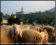 Pecore nella Piana di Lenna