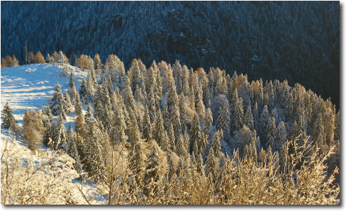 La Candida Estate di San Martino alla Gambetta di Mezzoldo