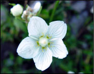 Parnassia Palustre