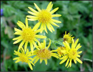 Senecio Alpino