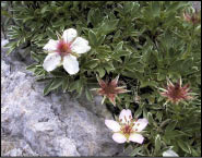 Flora dal Sentiero dei Fiori