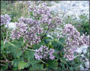 Flora dal Sentiero dei Fiori