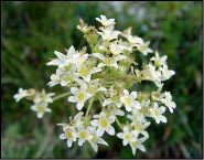 Valeriana delle Rupi