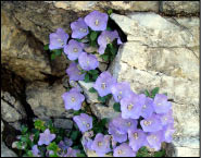 Campanula dell'Arciduca