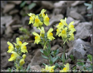 Linaria Bergamasca