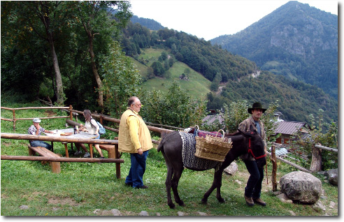 Melaverde a Ornica