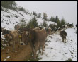 Arriva la neve le vacche se ne vanno