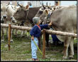 Mostra Bovina Razza Bruna