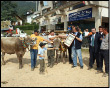 Mostra zootecnica di Serina 2009