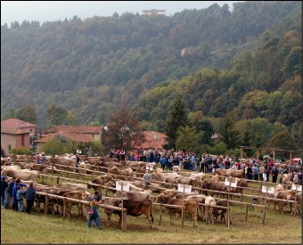 La Fiera zootecnica di Taleggio