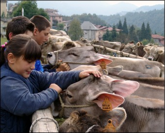 Bambini a contatto con i vitelli