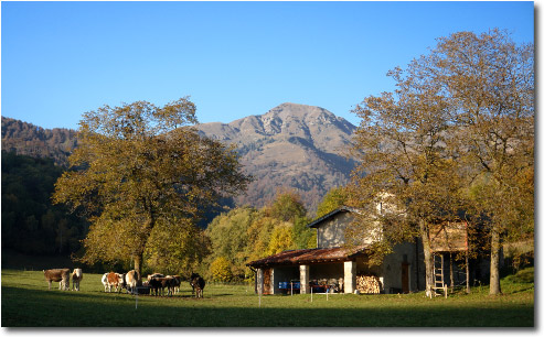 Mucche al pascolo sulle alture di Reggetto... con il Monte Sodadura sullo sfondo
