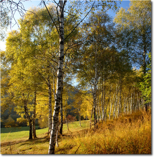 Colori dell'Autunno in Valle Taleggio