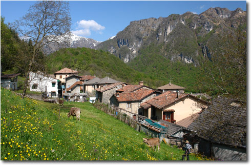 Grasso di Taleggio