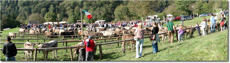 Fiera Bovina Taleggio